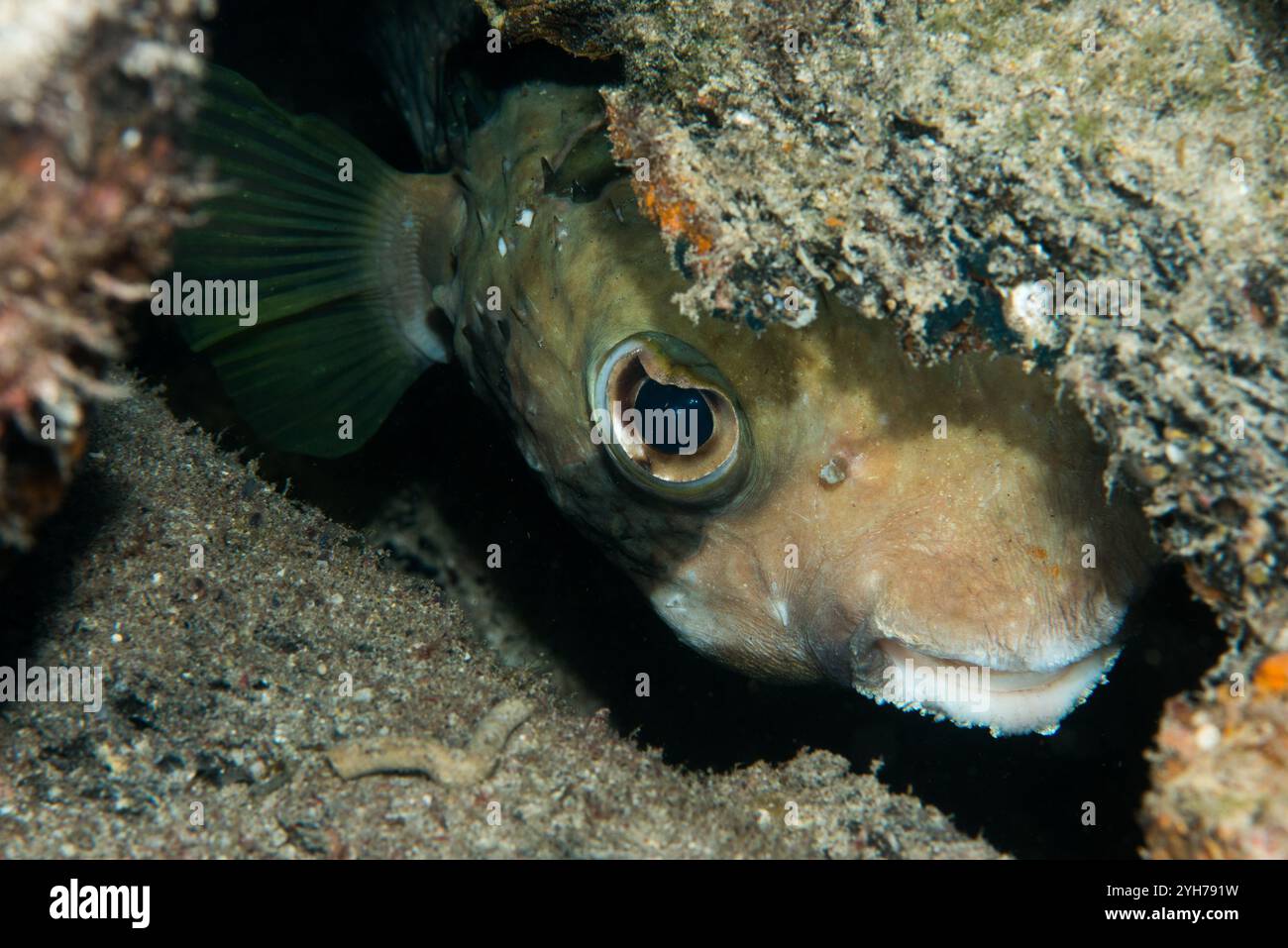 Porcupinefish che si nasconde Foto Stock