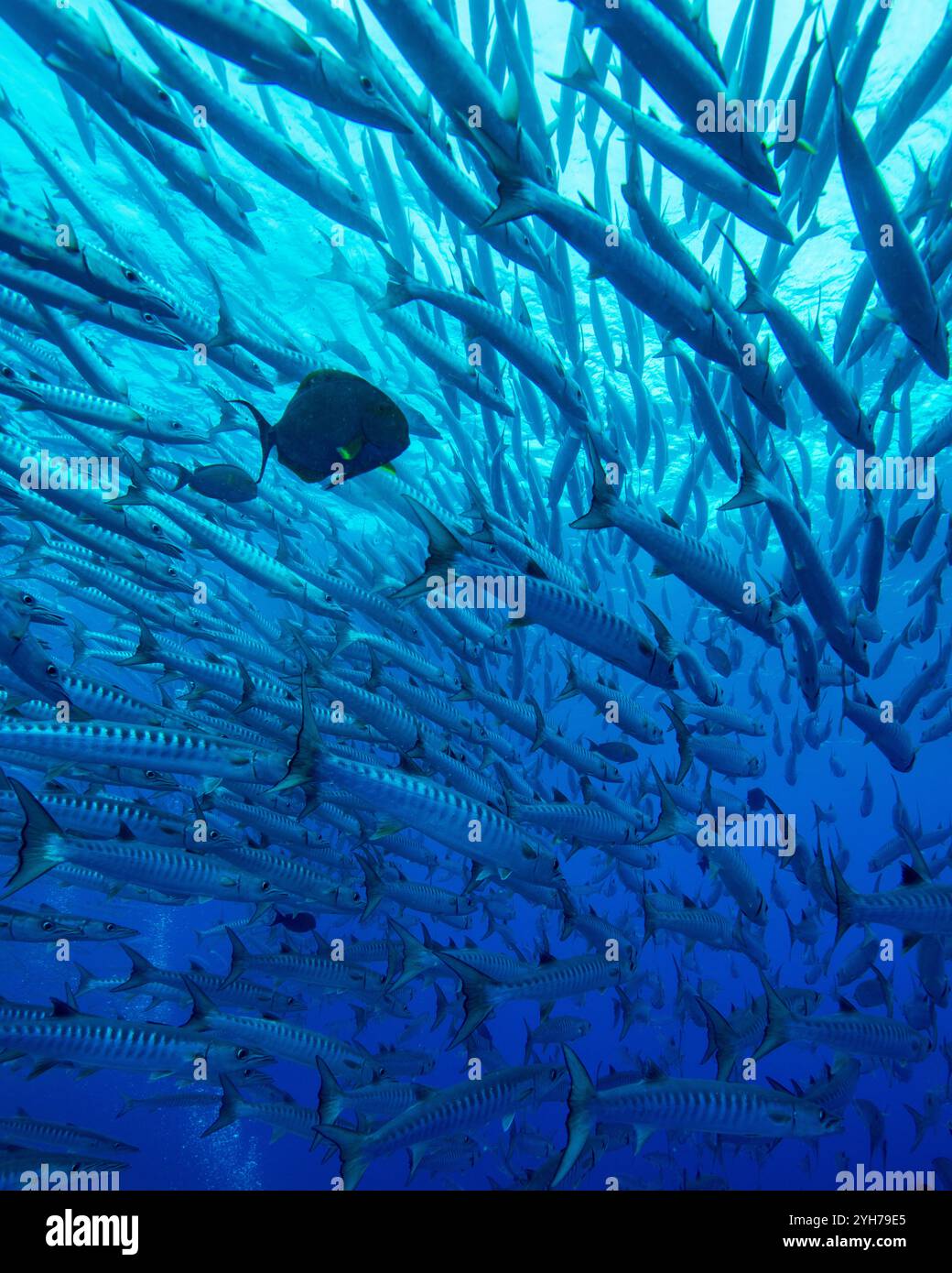 Barracuda Shoal Sipidan Foto Stock