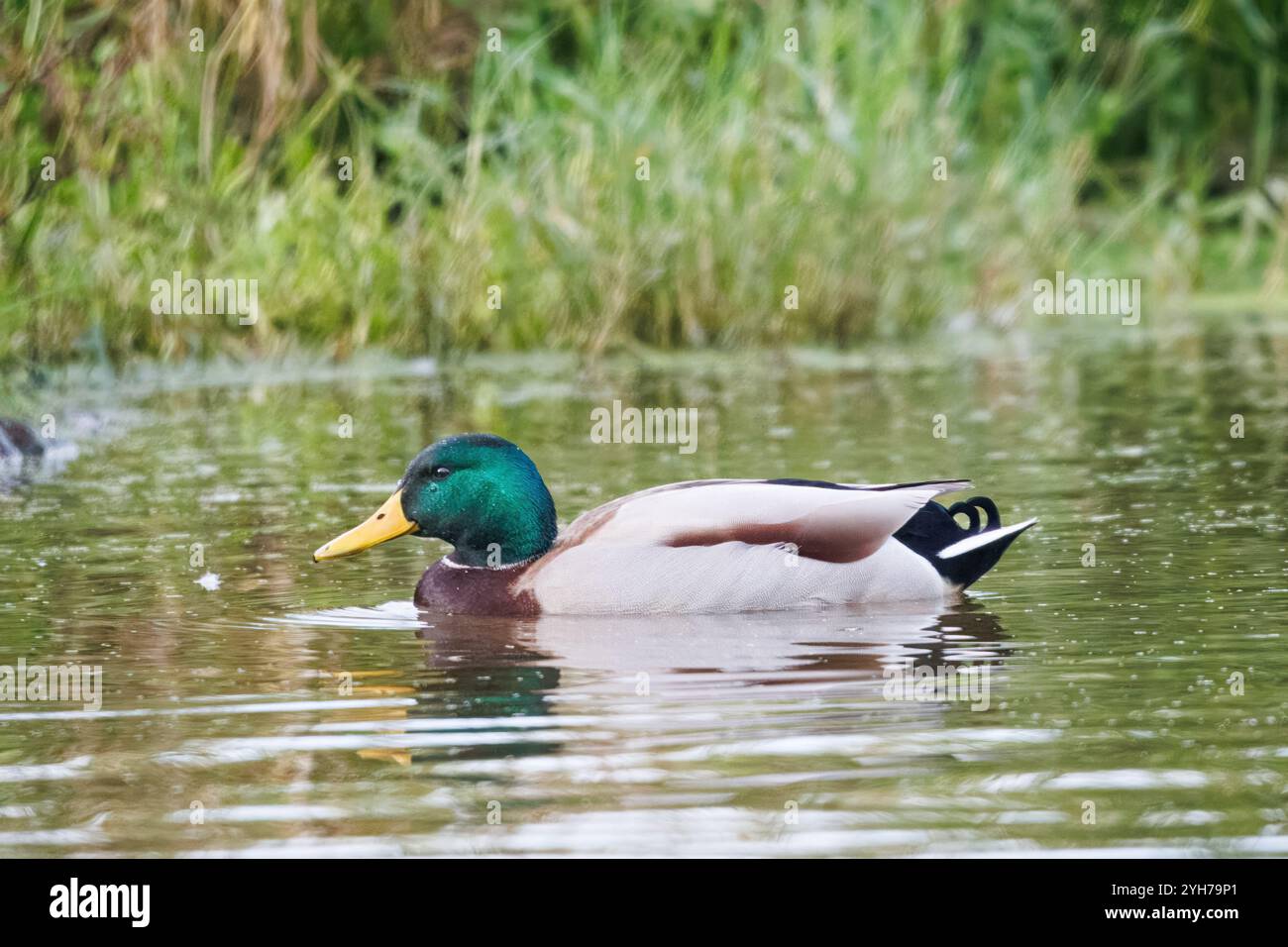 L'anatra (Anas platyrhynchos). Il corvo è una specie anseriforme di medie dimensioni leggermente più pesante delle altre nel suo sottofondo Foto Stock