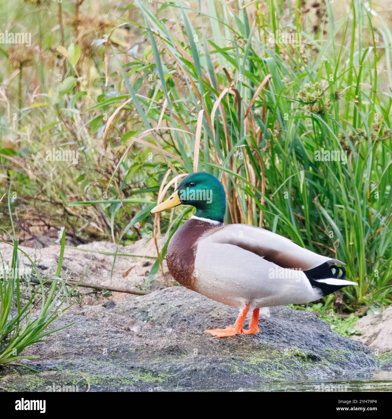 L'anatra (Anas platyrhynchos). Il corvo è una specie anseriforme di medie dimensioni leggermente più pesante delle altre nel suo sottofondo Foto Stock