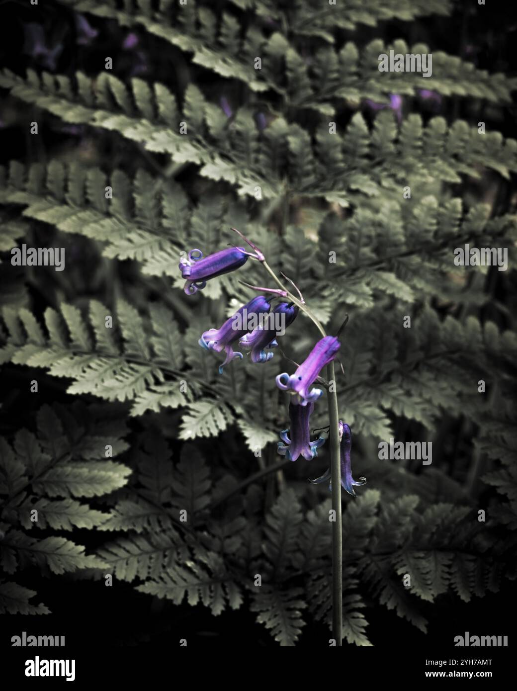 Moody Forest Scene with Bluebells Among Ferns Foto Stock