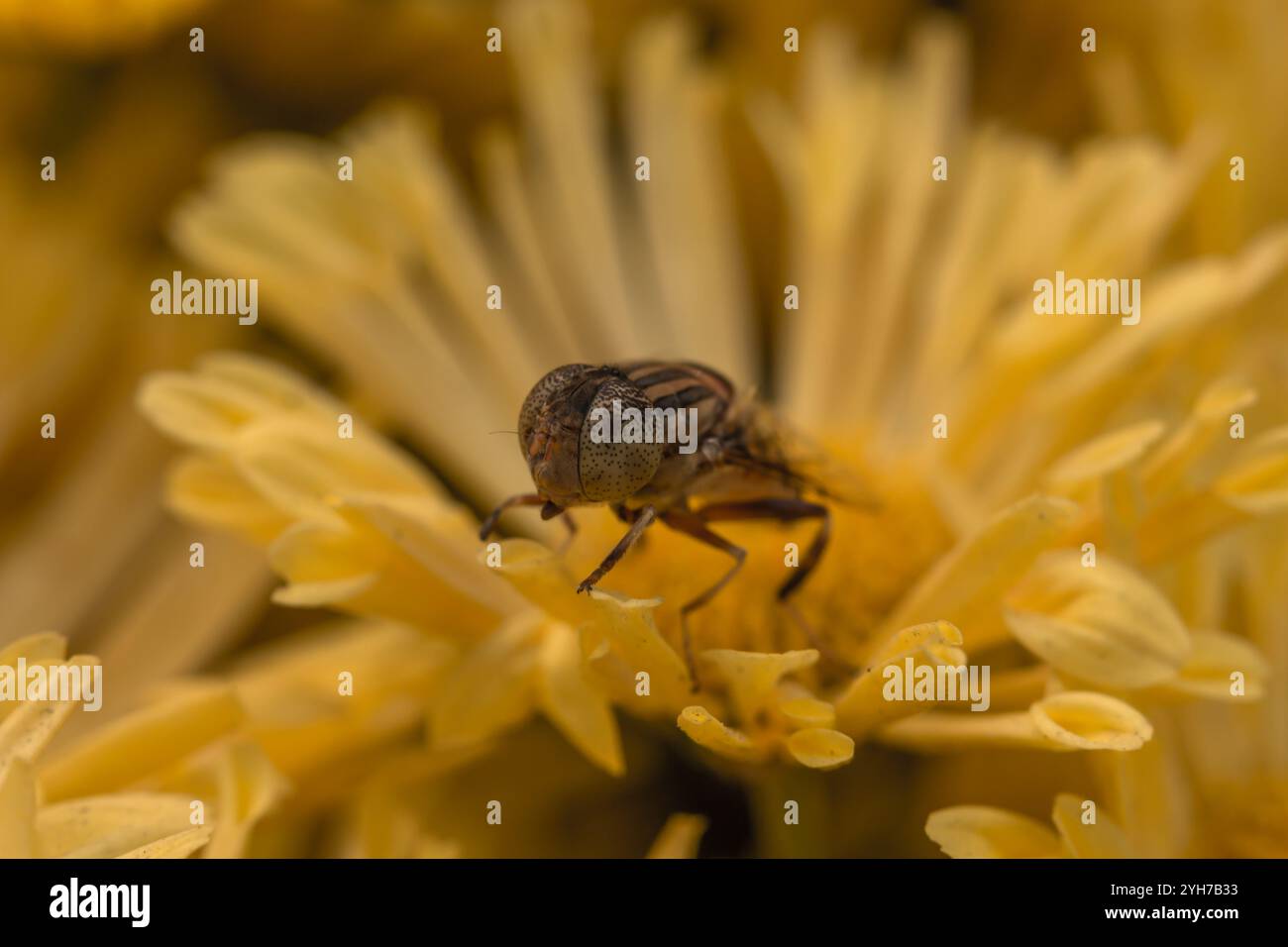 Primo piano di un insetto dentro un fiore Foto Stock