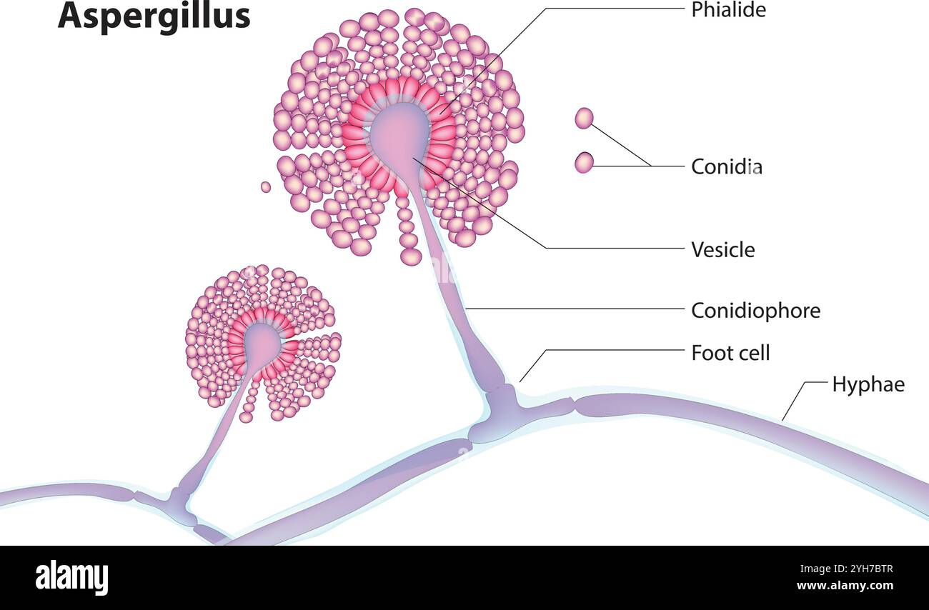 Aspergillus Illustrazione Vettoriale