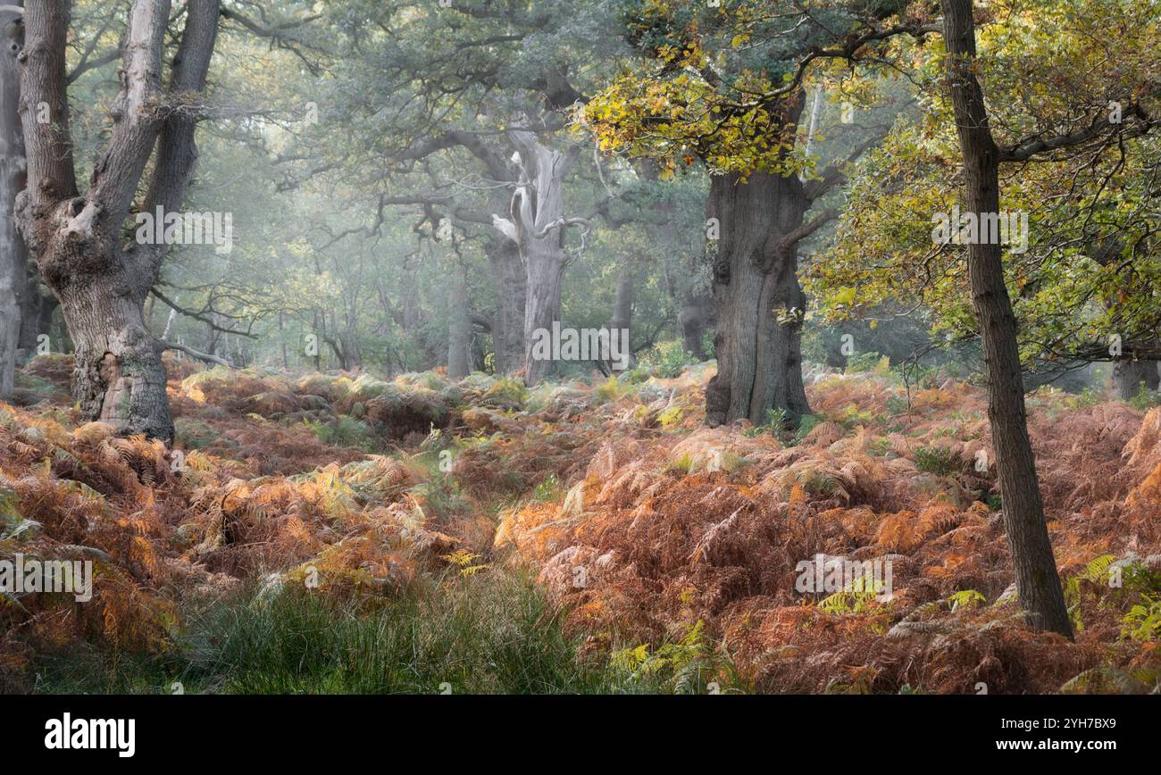 Tranquilla foresta autunnale con Misty Morning Light e Ferns Foto Stock