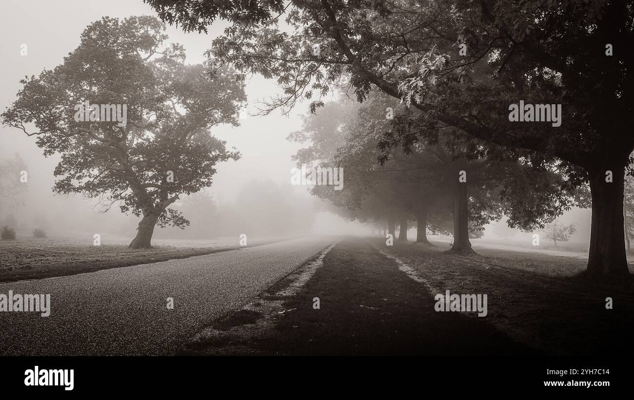 Percorso alberato in una serena nebbia di prima mattina Foto Stock