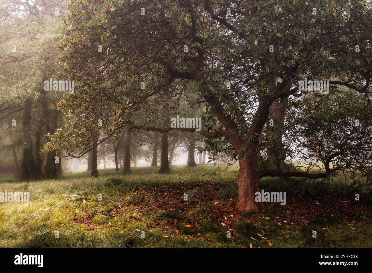 Tranquilla foresta con atmosfera nebbiosa e vegetazione lussureggiante Foto Stock