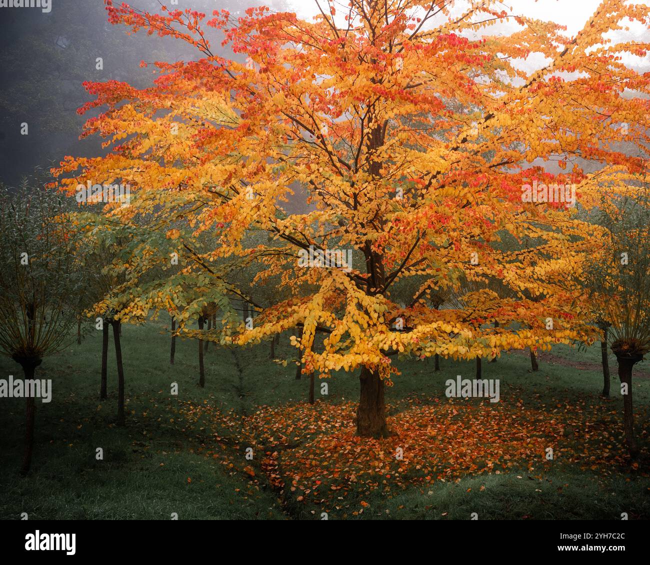 Vivace albero autunnale con foglie dorate nella foresta nebbiosa Foto Stock