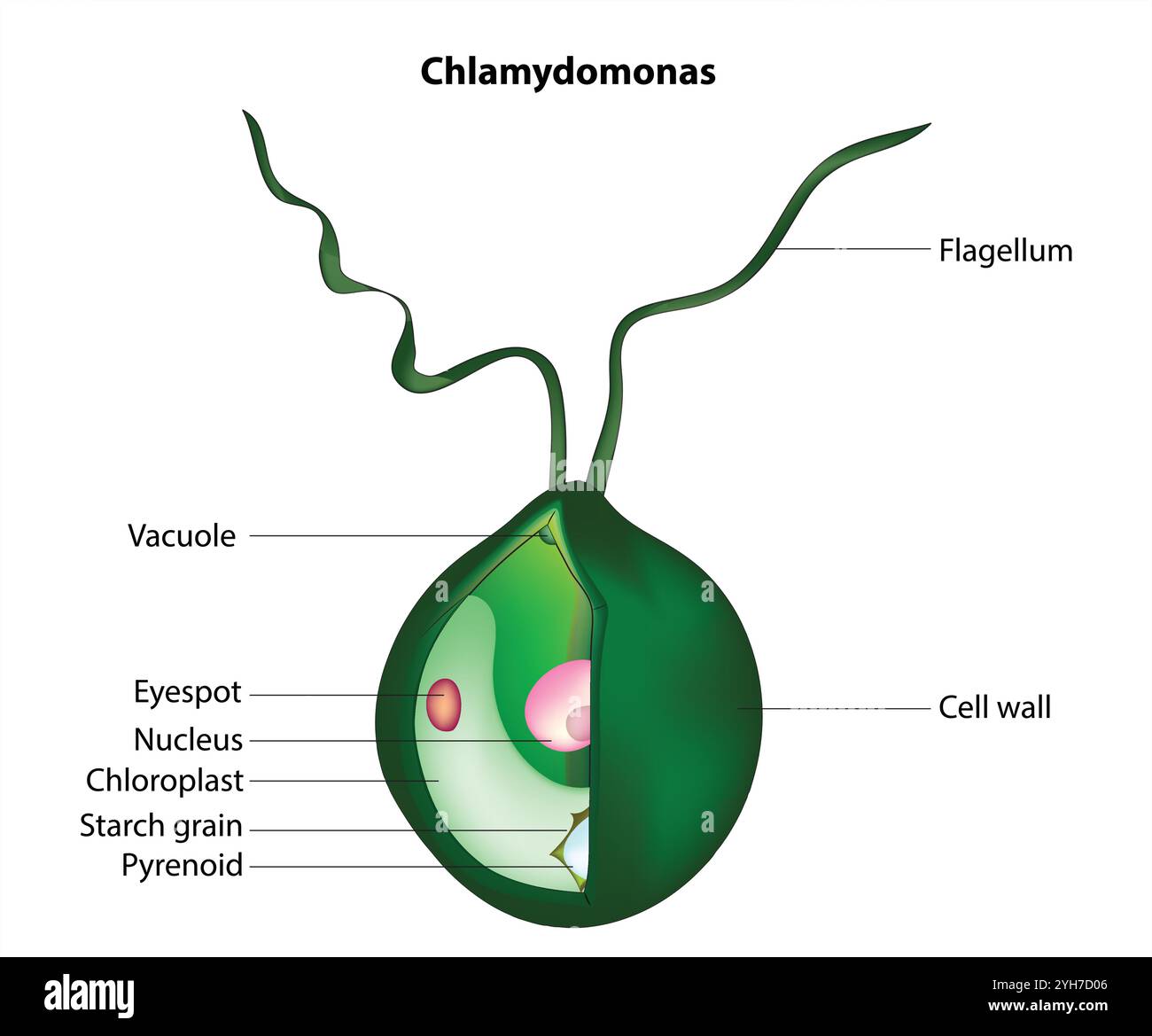 Chlamydomonas Illustrazione Vettoriale