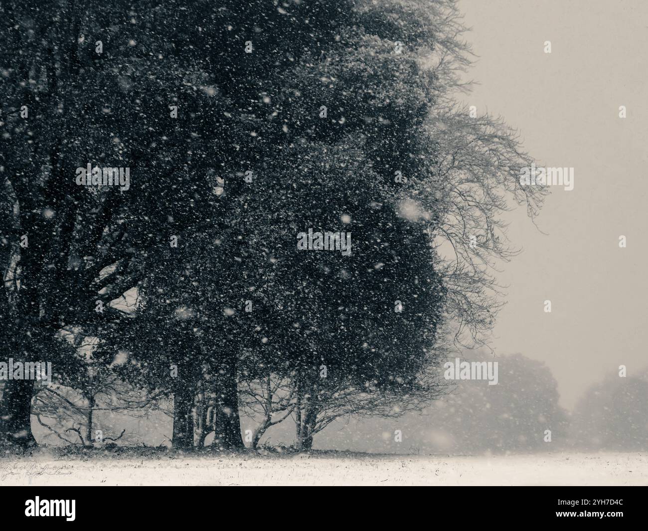 Maestosi alberi invernali in un paesaggio coperto di neve Foto Stock