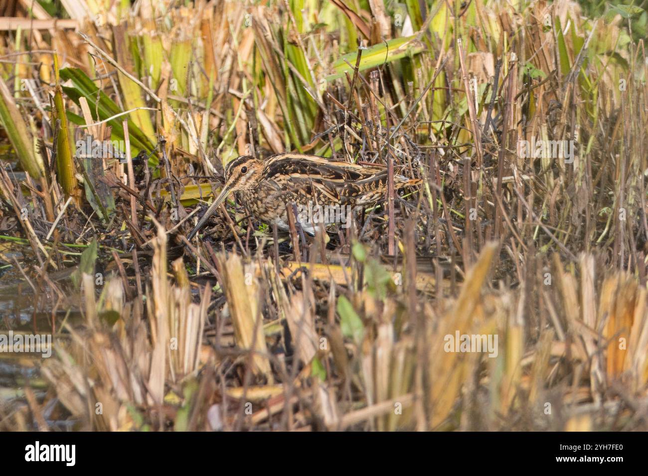Snipe (Gallinago gallinago) nascosto tra le canne Foto Stock