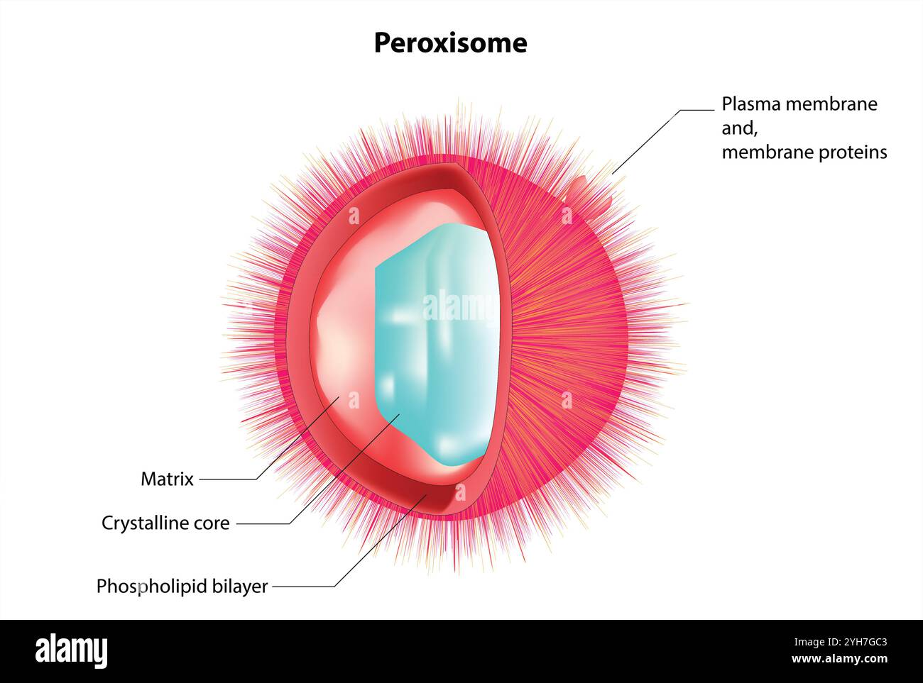 Struttura del perossismo. Materiale didattico per la lezione di biologia Illustrazione Vettoriale