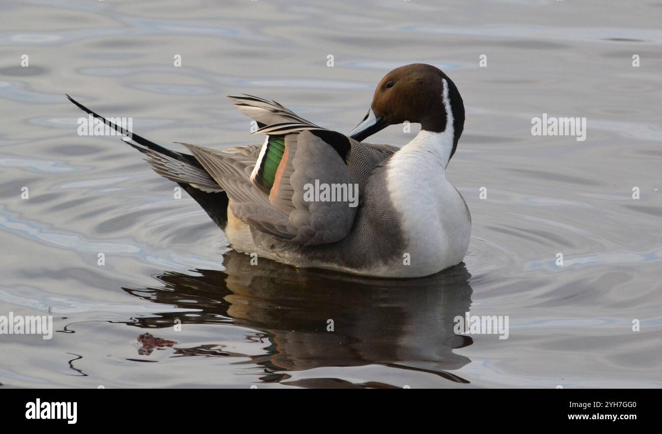 Maschio Pintail (Anas acuta) preso a WWT Martin Mere, Lancashire, Regno Unito il 12 gennaio 2022. Foto Stock