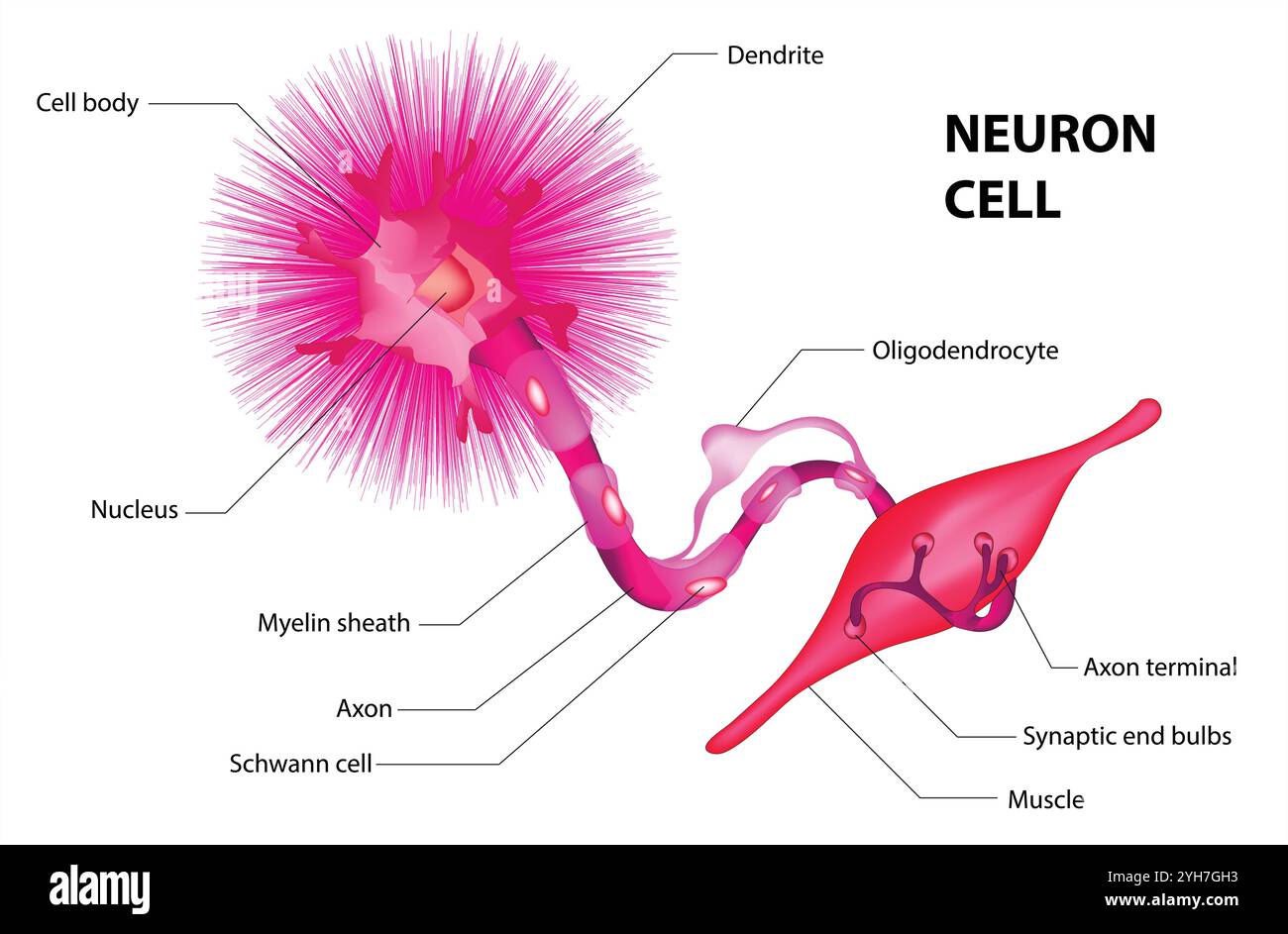 Struttura dei neuroni umani. Illustrazione della cellula del neurone cerebrale. Sinapsi, guaina mielinica, corpo cellulare, nucleo, assone e schema dendriti. Illustrazione neurologica Illustrazione Vettoriale