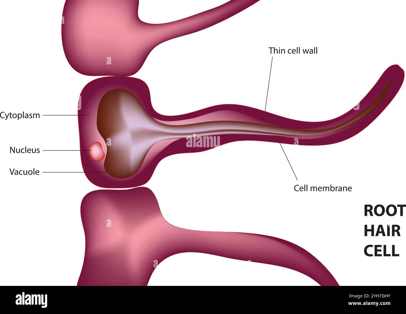 Struttura dei capelli alla radice. Mostra la parte interna dei capelli della radice. per illustrazioni scientifiche, materiali didattici, articoli botanici. radice di capelli Illustrazione Vettoriale