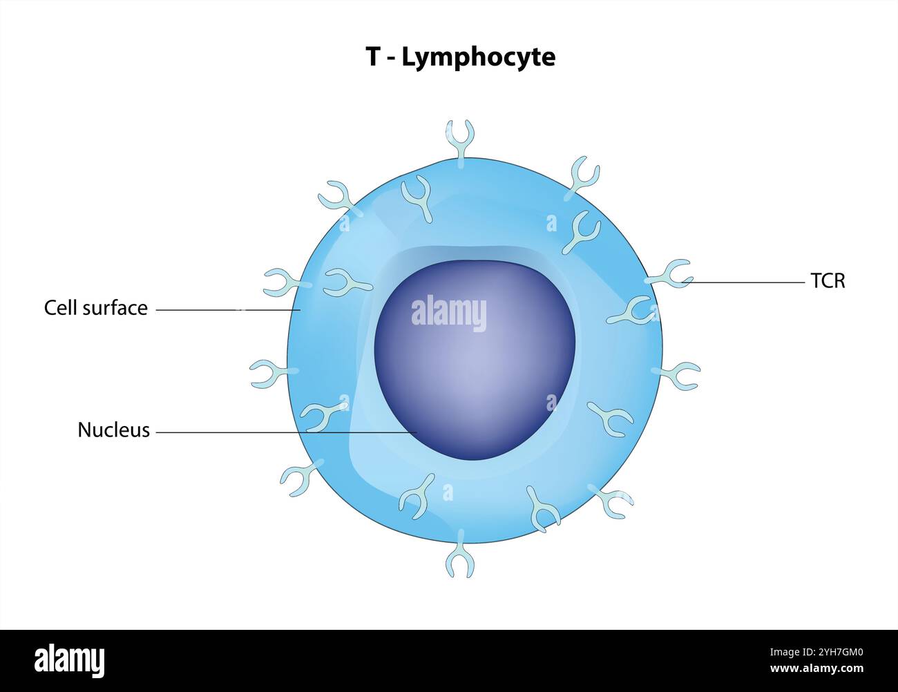 Cella T, icona cella T, cella T helper e cella T citotossica, tipi di antigene CD, CD4 e CD8. Cella T isolata su sfondo bianco. Illustrazione vettoriale Illustrazione Vettoriale