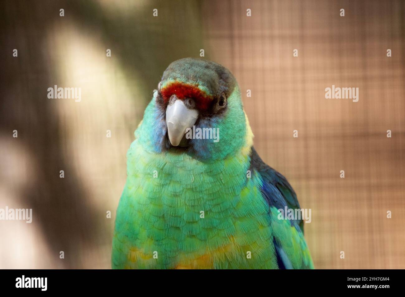 il pappagallo a collo di anello ha una linea rossa sopra il naso, una fronte nera e un petto verde Foto Stock