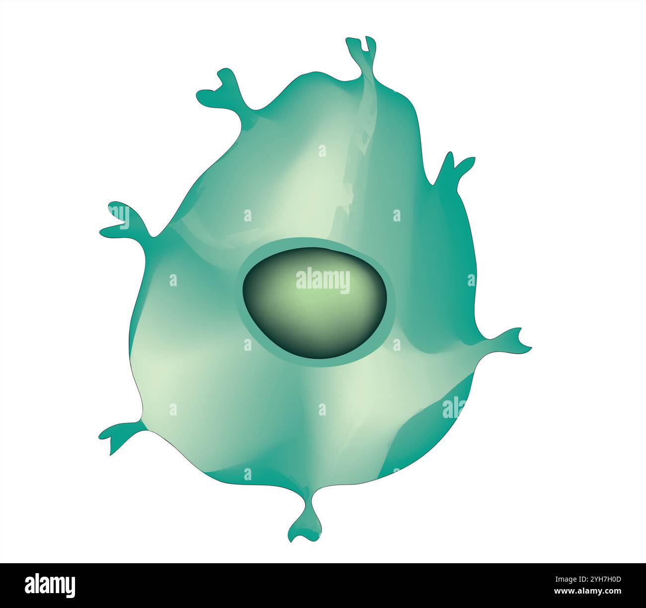 Cella T, icona cella T, cella T helper e cella T citotossica, tipi di antigene CD, CD4 e CD8. Cella T isolata su sfondo bianco. Sistema immunitario Illustrazione Vettoriale