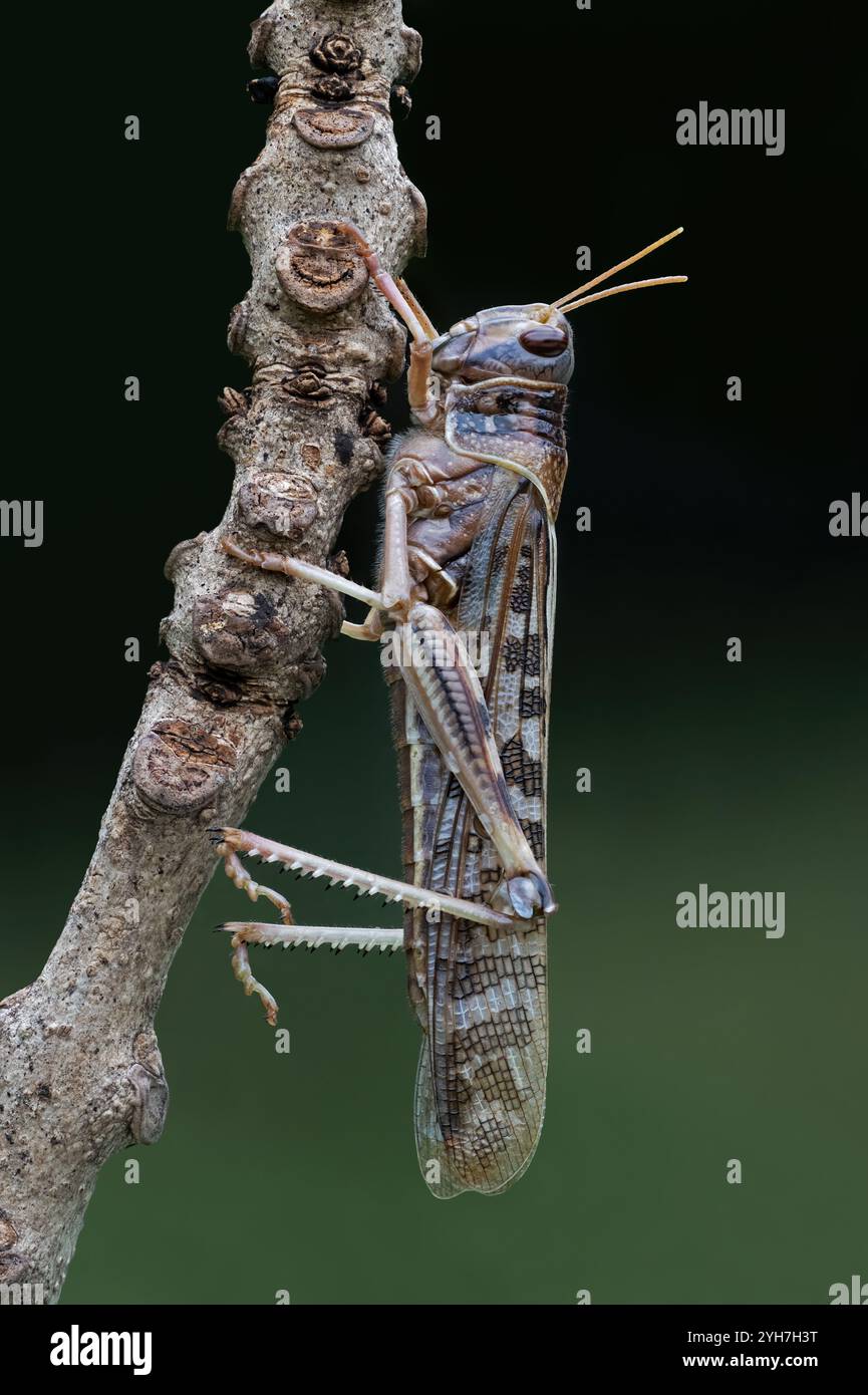 Locust del deserto (Schistocerca gregaria forskal) Foto Stock