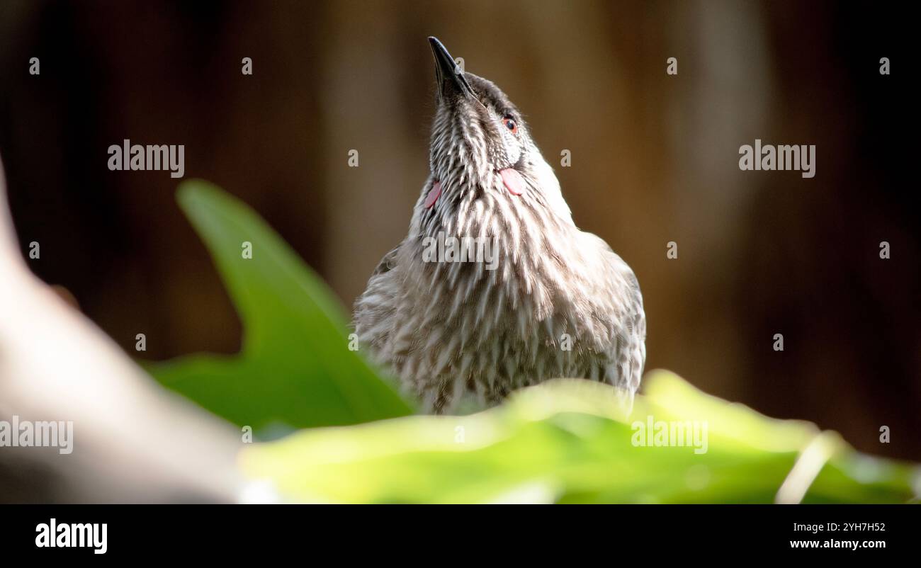 Il Red Wattlebird è un grande e rumoroso alveare. Il nome comune si riferisce al sonaglino carnoso rossastro sul lato del collo Foto Stock