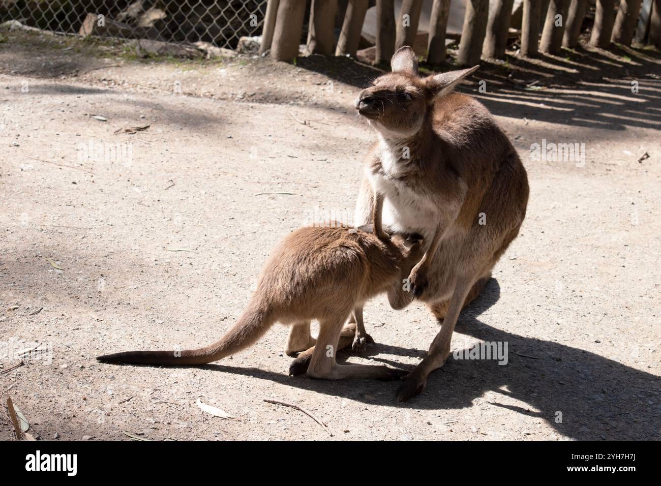 I grigi occidentali sono grandi animali muscolosi. sono da marrone-grigio a marrone-rossastro con una testa piccola, grandi orecchie e una lunga coda spessa utilizzata per il balanc Foto Stock
