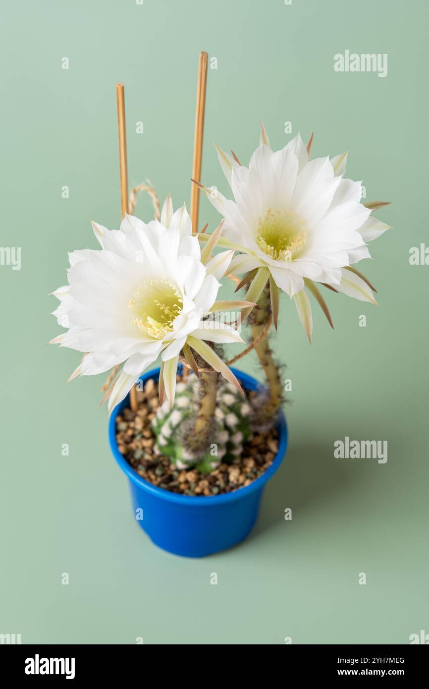 I cactus di giglio pasquale fioriscono. Fiori bianchi di Echinopsis subdenudata. Blooning domino cactus su sfondo verde. Fioritura di Lobivia ancistrophora Foto Stock