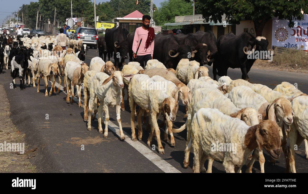 Pecore e bestiame sull'autostrada tra Rajkot e Bhavnagar nel Gujarat, India Foto Stock