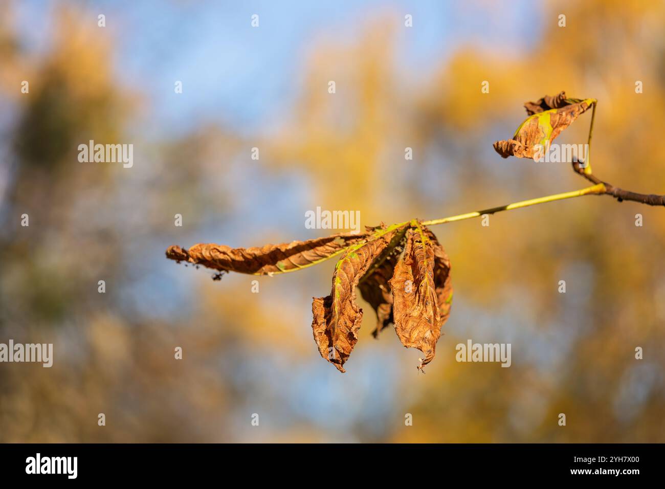 Primo piano di foglie di castagno gialle asciutte su un ramo, catturando la consistenza e i colori delle foglie autunnali in un ambiente naturale Foto Stock