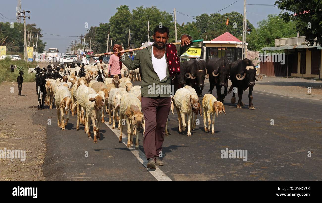 Pastori che allevano pecore e bovini lungo l'autostrada tra Rajkot e Bhavnagar nel Gujarat, India Foto Stock