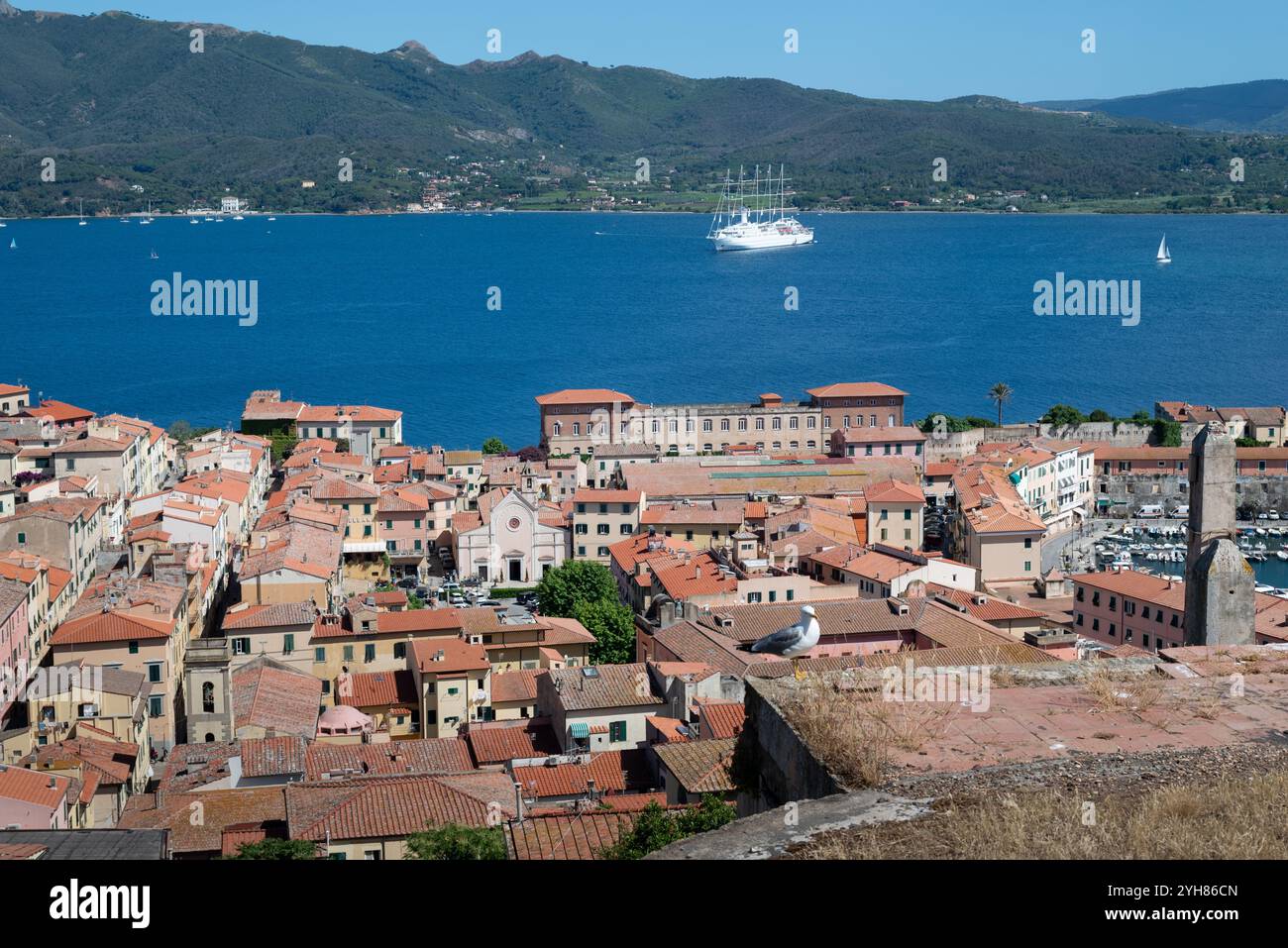 Un gabbiano su un prato asciutto di erba, sullo sfondo si trova il golfo di Portoferraio con le sue acque blu e una grande nave a vela Foto Stock