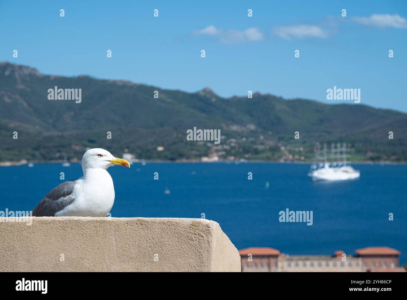 Sonnolento gabbiano e uno yacht a vela sfocato fanno da sfondo, siamo all'isola d'Elba che appartiene alla Toscana nel Mar Tirreno Foto Stock
