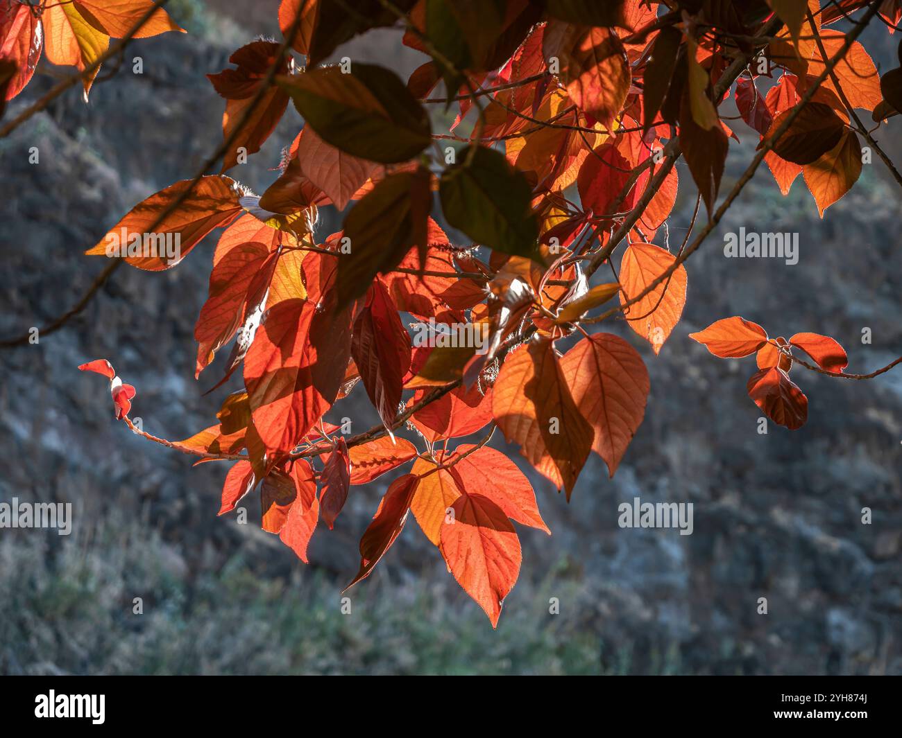 Frammento di foglie autunnali rosse all'alba su sfondo grigio. Foto Stock