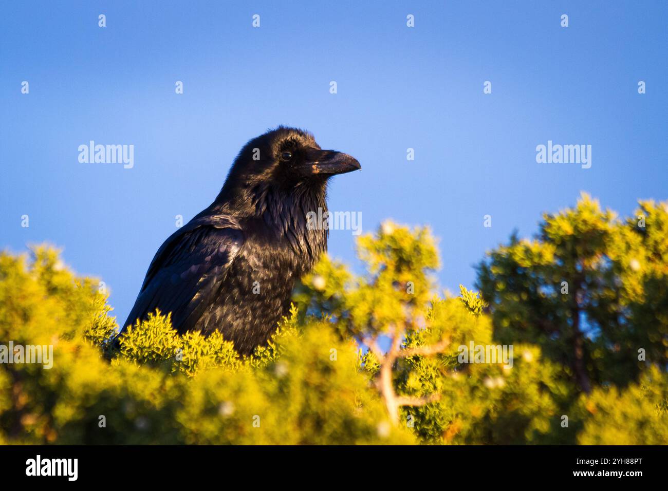 Un corvo si erge arroccato in un albero di ginepro nel Canyonlands National Park, Utah. Foto Stock