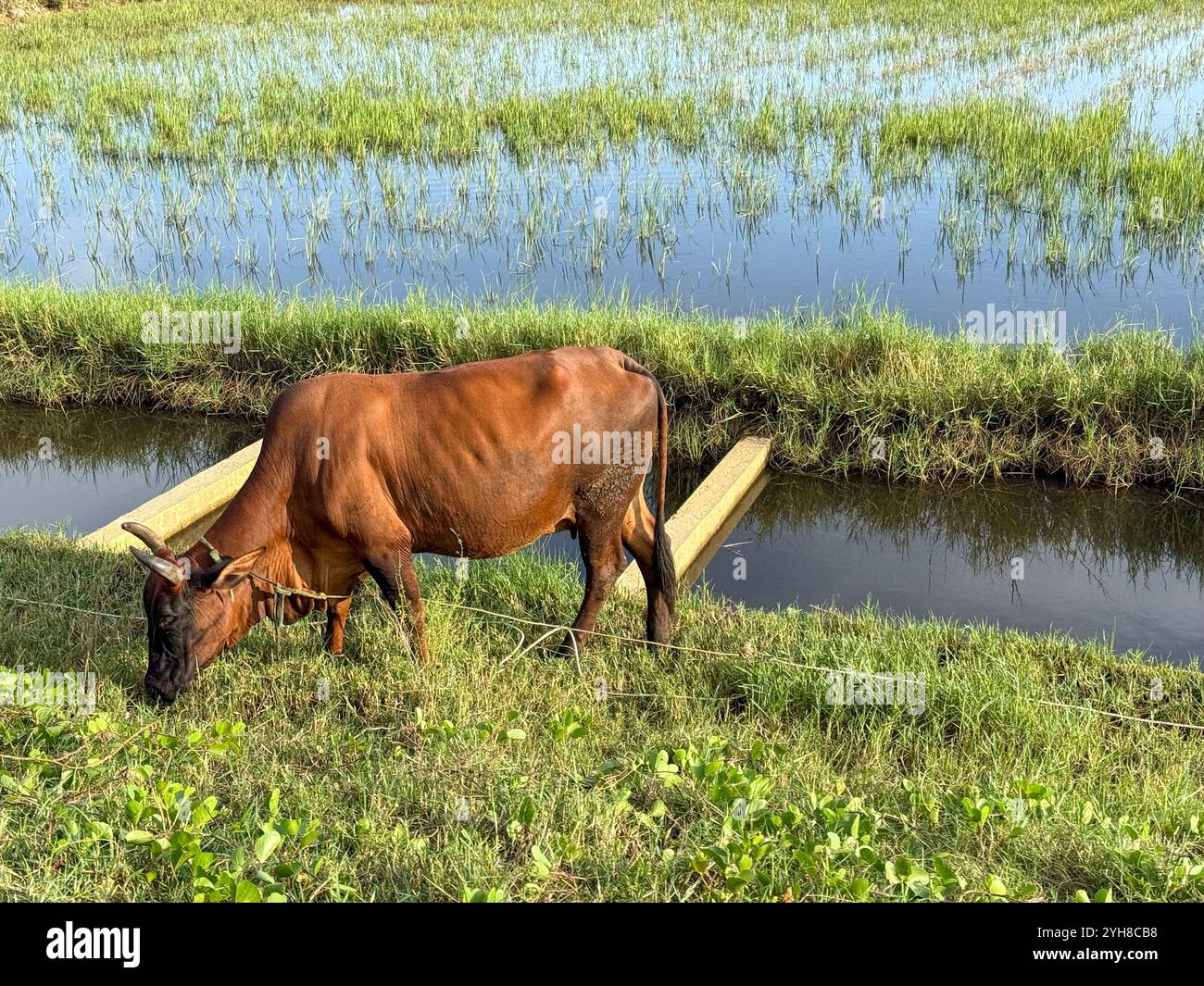 Brown Cow in Vietnam Foto Stock