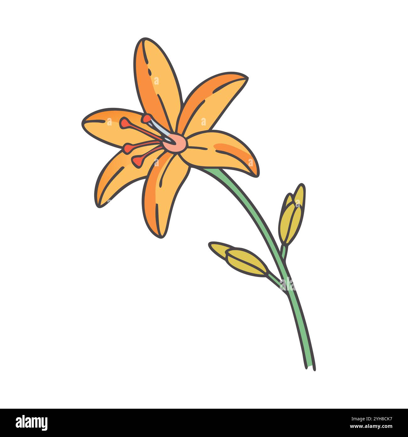 illustrazione vettoriale di un fiore di crocosmia, per progetti floreali, botanici e a tema naturalistico. vettore di fiori. Illustrazione Vettoriale