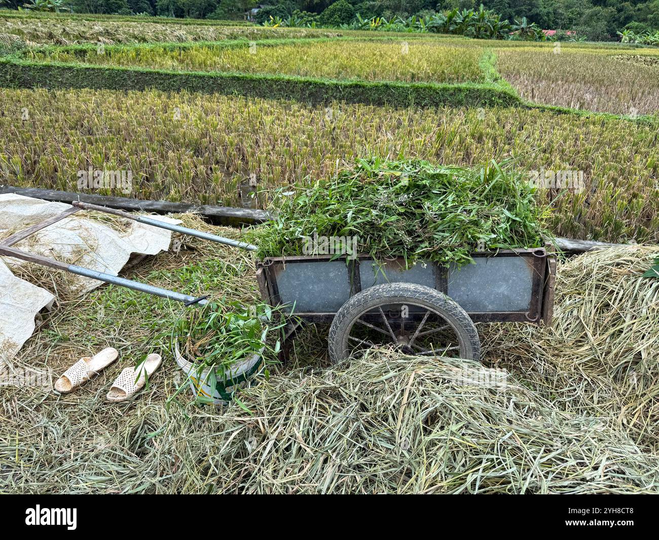 Wagon in a Rice Field Foto Stock