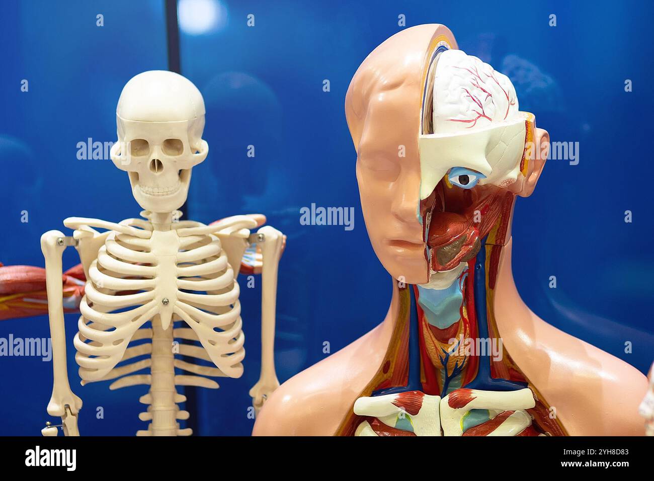 Modelli per lo studio degli organi interni umani e dell'anatomia. Istruzione e medicina Foto Stock