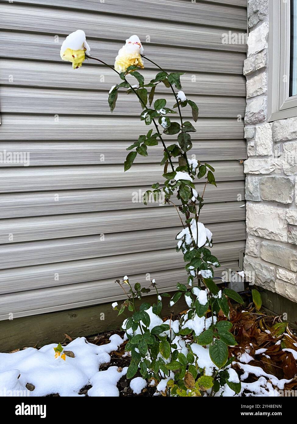 Il primo autunno di neve dell'anno sbarca su una rosa gialla in tarda fioritura fuori da una casa con pareti grigie e pareti di pietra. Foto Stock