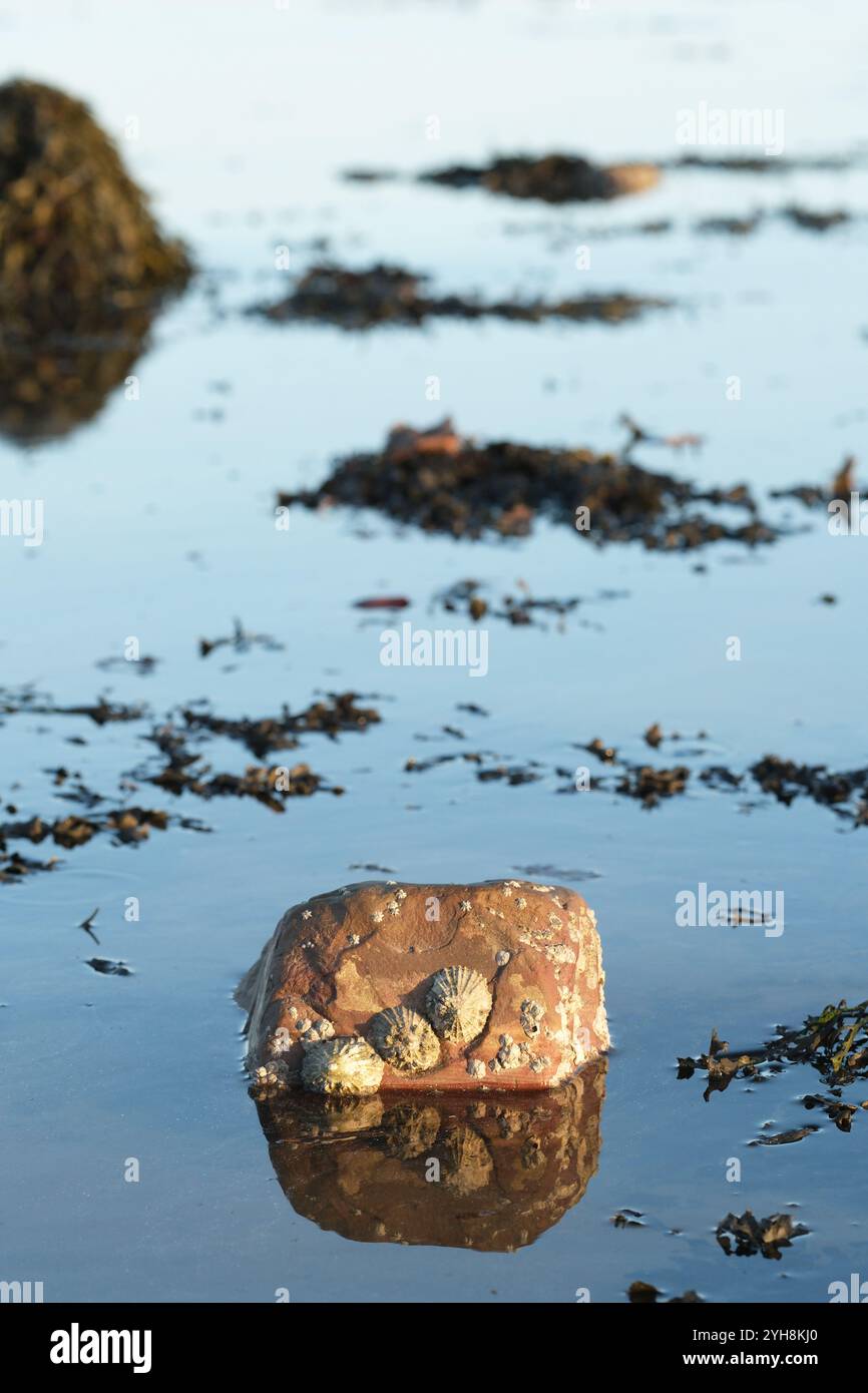 Comuni Limpets e Acorn Barnacles su una roccia mentre la marea arriva a Garlieston Scozia - foto novembre 2024 Foto Stock