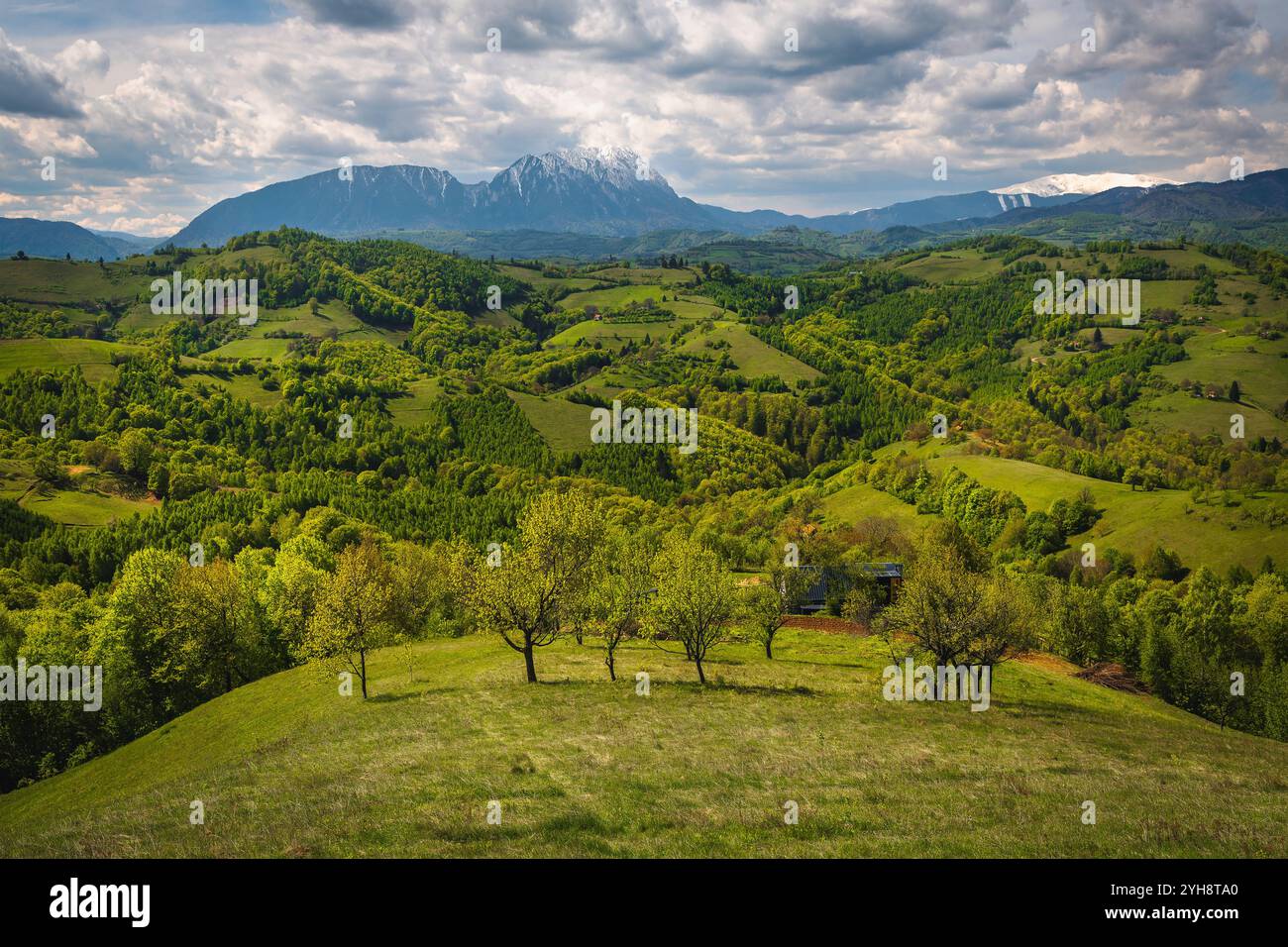 Incredibile paesaggio rurale primaverile e foresta verde sul pendio, montagne di Piatra Craiului sullo sfondo, Holbav, Romania, Europa Foto Stock
