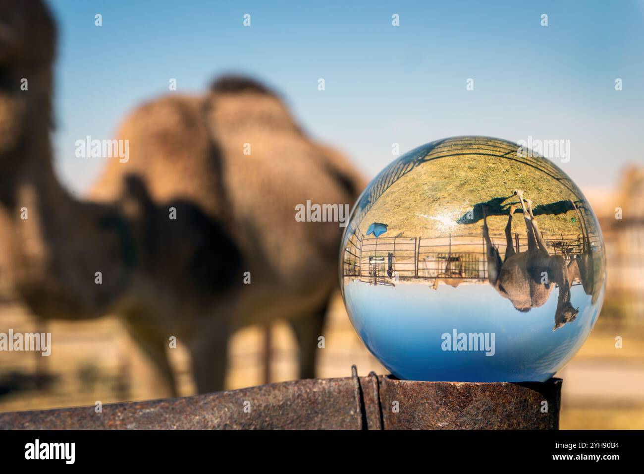 Una prospettiva unica di cammelli nel deserto Sarar dell'Arabia Saudita attraverso una sfera di cristallo. Foto Stock