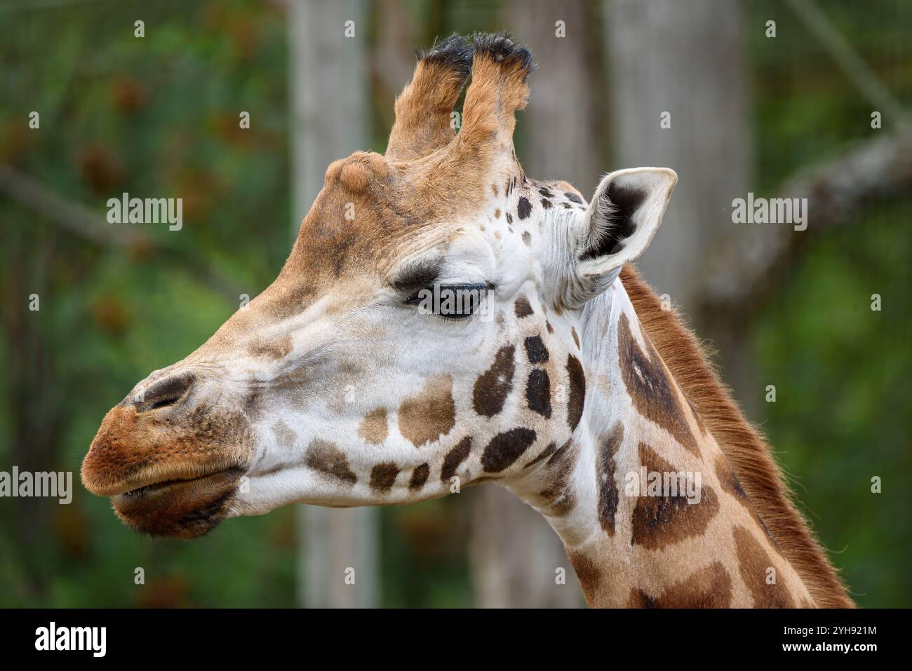 Una giraffa si erge tranquillamente in mezzo a una vegetazione lussureggiante, evidenziando i suoi distintivi motivi di rivestimento e i grandi occhi sotto un cielo limpido durante il giorno Foto Stock