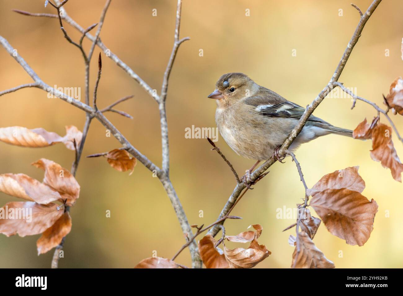 Chaffinch; Fringilla coelebs; femmina; con Tick on Head; UK Foto Stock