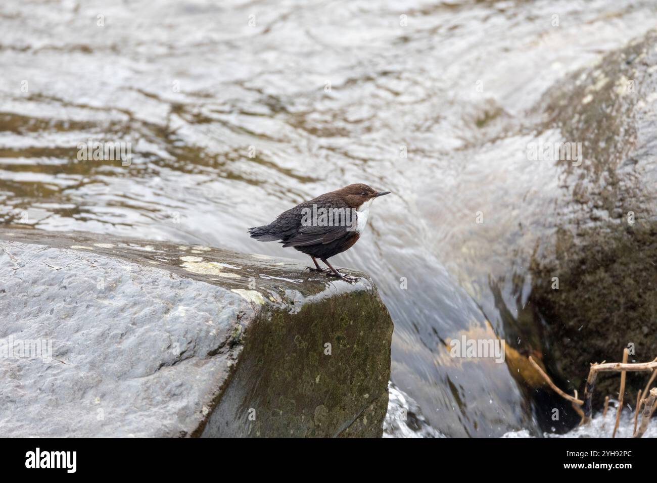 Penetratore; cinclus; cassa a otturatore lento; fiume Lyn; Devon; REGNO UNITO Foto Stock