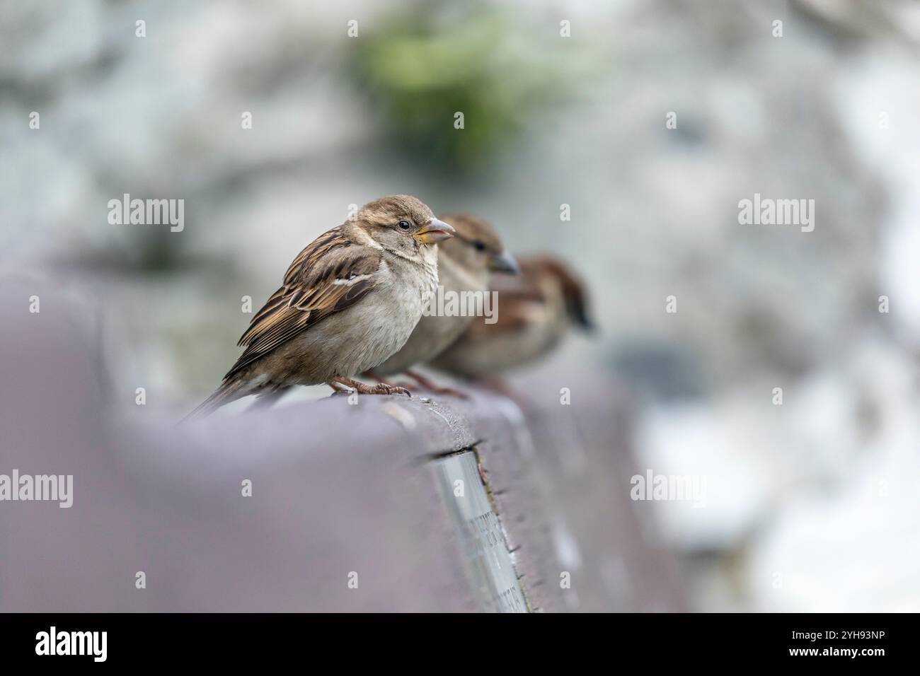 House Sparrow; Passer domesticus; Female; UK Foto Stock