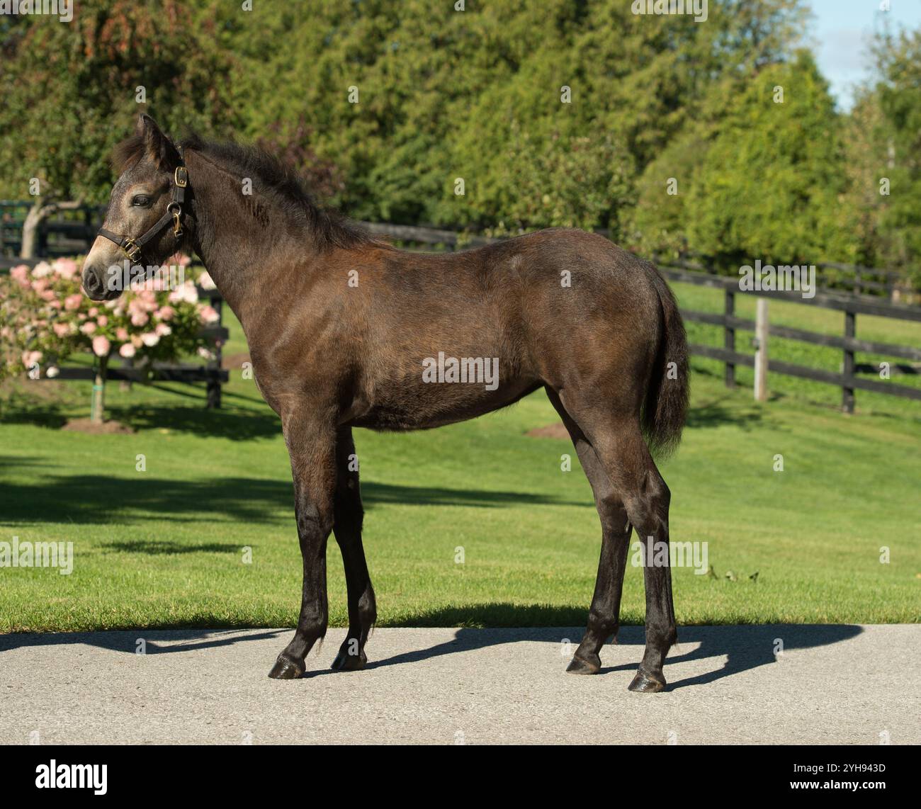 immagine di conformazione completa di purosangue di connemara filly foal colt in piedi con tutti e quattro i piedi visibili che mostrano una buona conformazione dello sfondo verde dell'erba Foto Stock