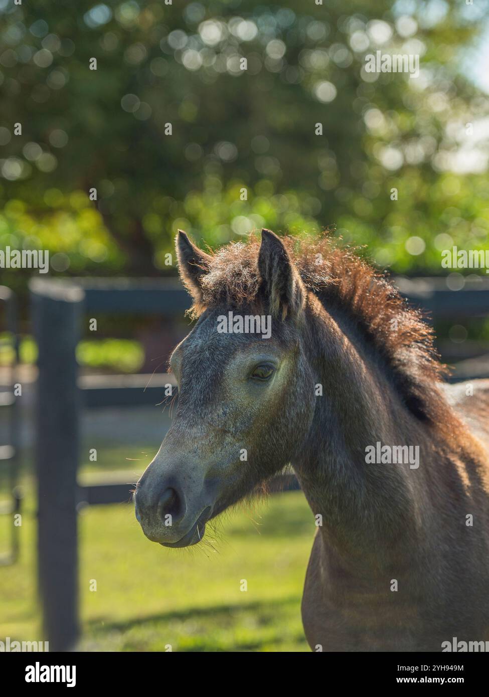 foto ritratto della testa di un simpatico cavallo connemara puledro o colt primo piano con orecchie retroilluminate in avanti foto equina verticale con spazio per il tipo o la testa d'oca Foto Stock