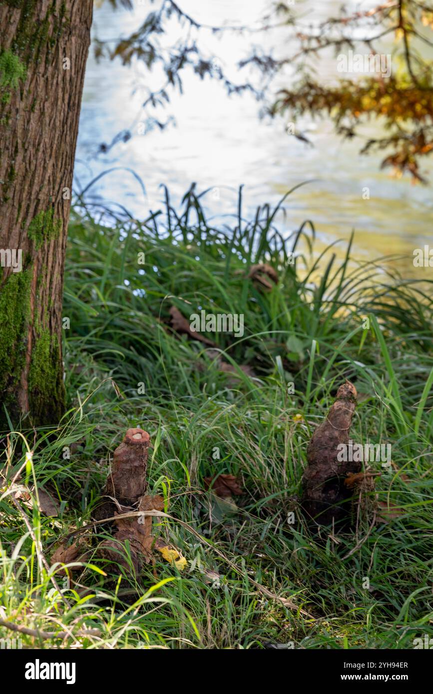 Primo piano dei pneumatophores, radici del cipresso paludoso, foto scattata vicino alle acque fluide del fiume Stella in Friuli Foto Stock
