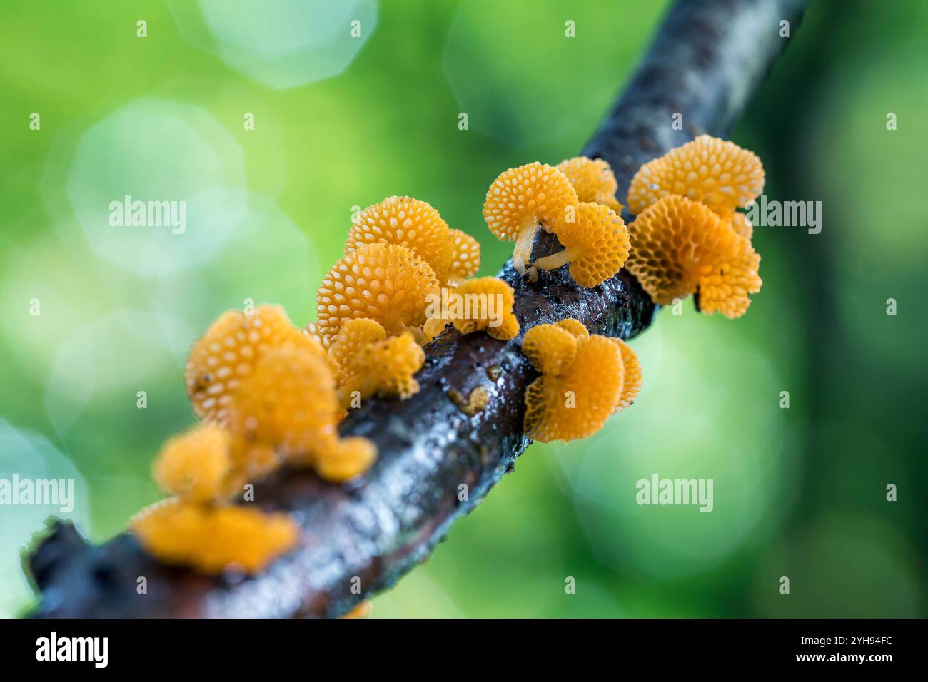 Fungo ping pong; Favolaschia calopus; On Wood; UK Foto Stock