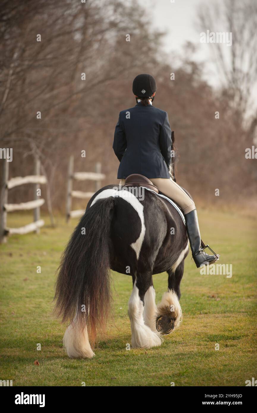 cavaliere inglese di equitazione equitazione grande gitana bianca e nera o cavallo zingaro con piume bianche sulle gambe o sui fetlock Foto Stock