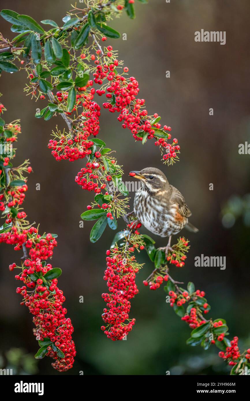 Redwing; Turdus iliacus; su Pyracantha Eating Berry; UK Foto Stock